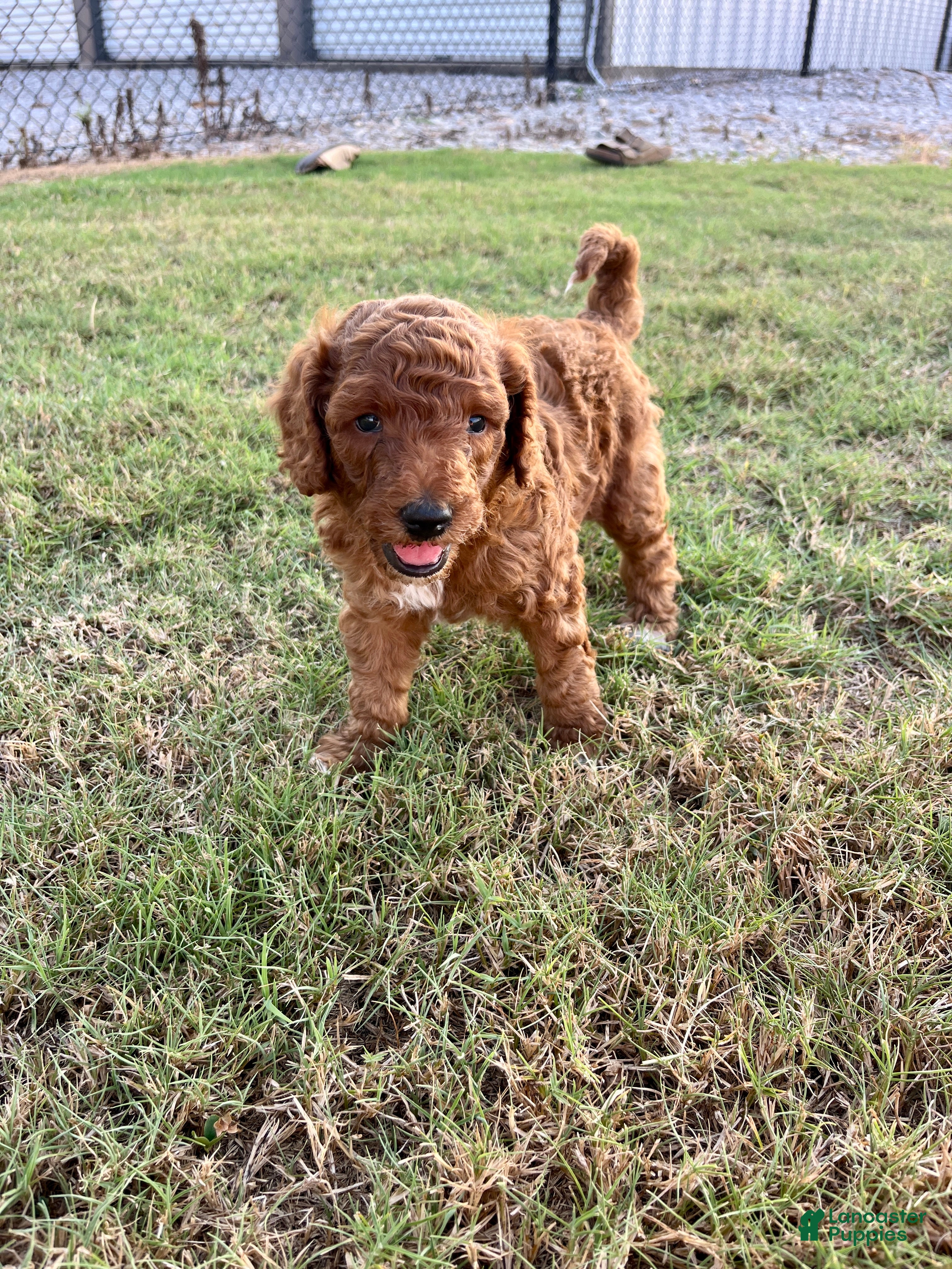 Goldendoodle dogs Robbie Medium-sized F1BB - Ad 2