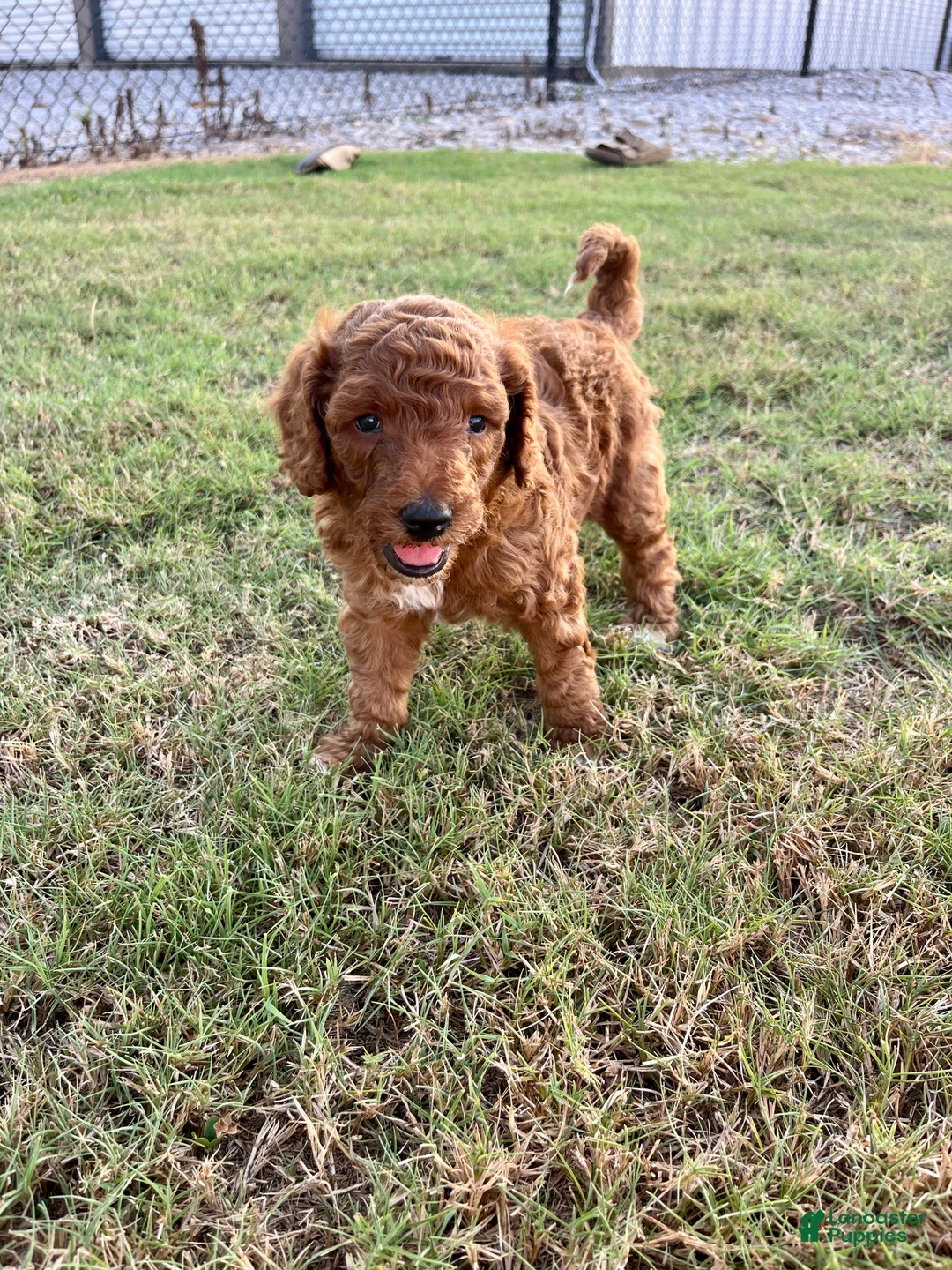 Goldendoodle dogs for sale: Robbie Medium-sized F1BB - Ad 2
