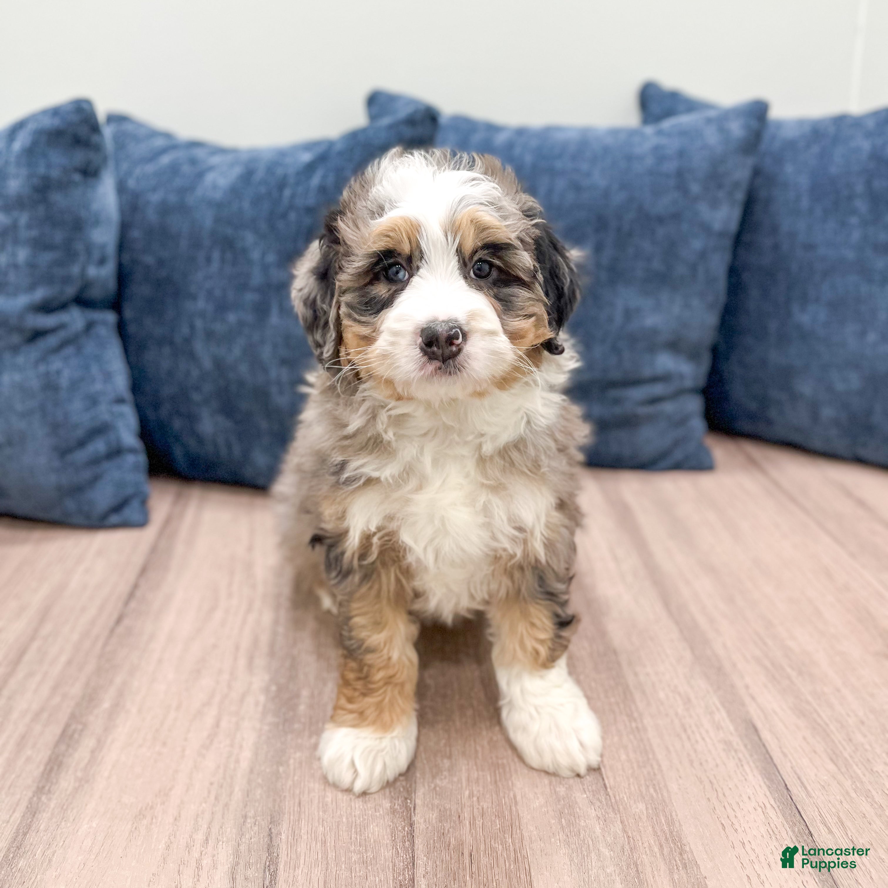 Mini Bernedoodle dogs Jasmine - Ad 1