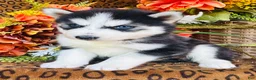 Siberian Husky dogs for sale: Siberian Husky 2 - Ad 10