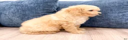 Miniature Poodle dogs for sale: Bo - Ad 5