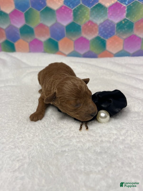 Toy Poodle dogs Georgie - Ad 2