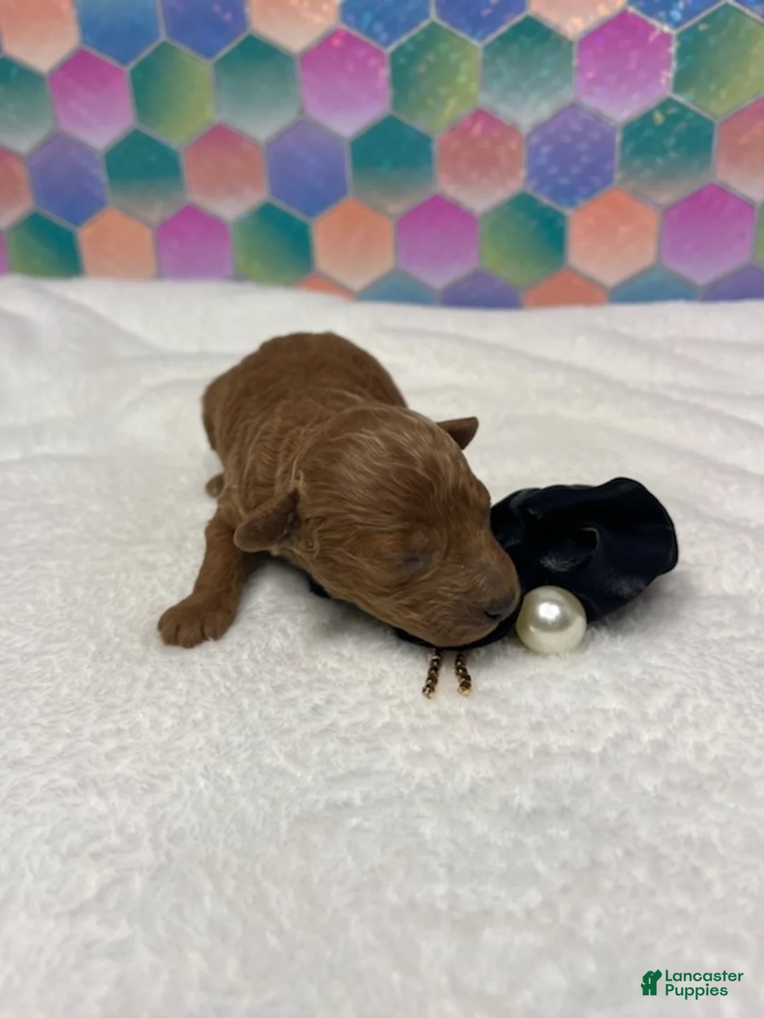 Toy Poodle dogs for sale: Georgie - Ad 2
