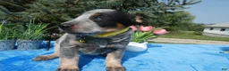 Australian Cattle Dog dogs for sale: Australian Cattle Dog 2 Sunshine - Ad 4