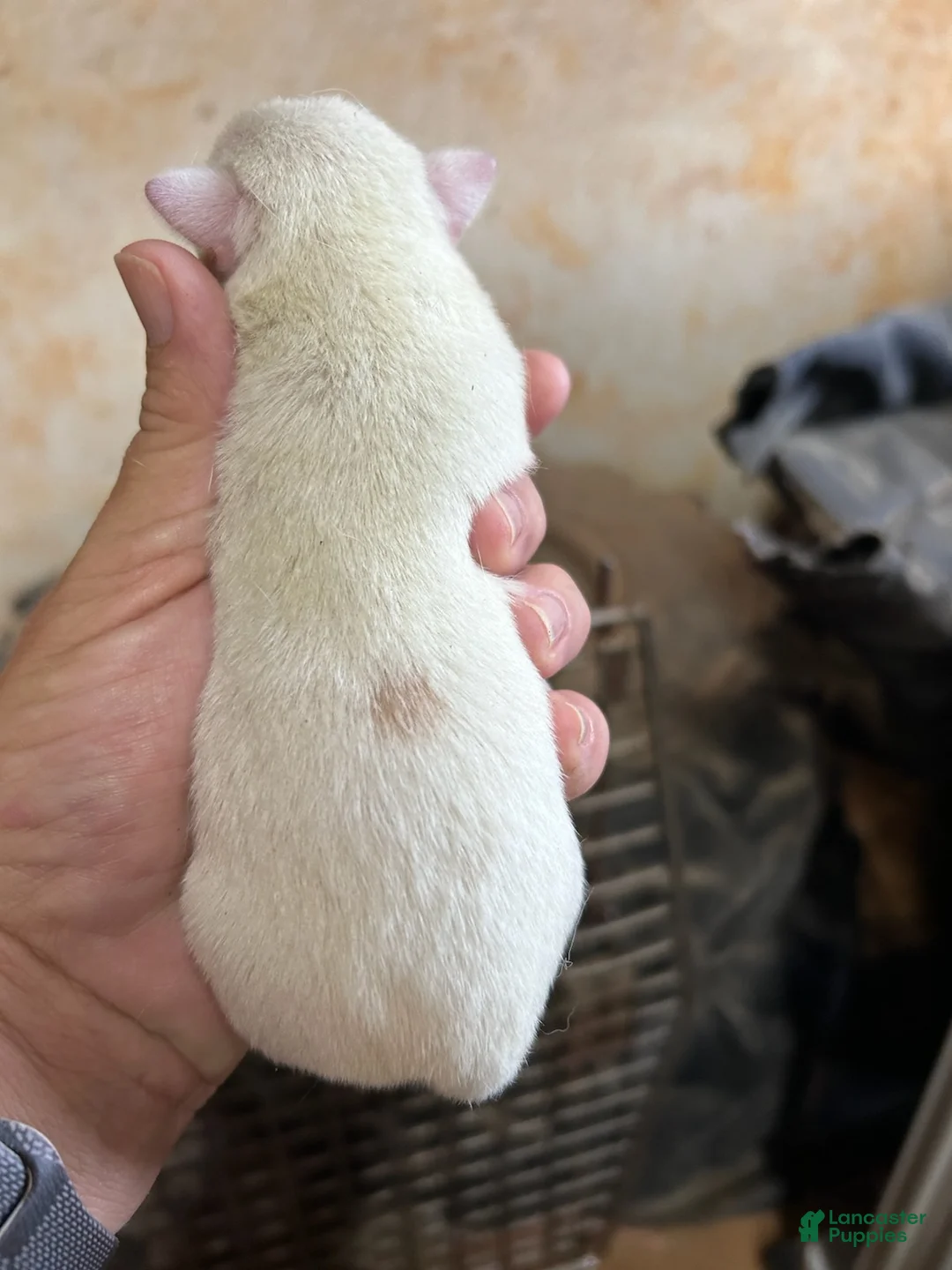 Jack Russell Terrier dogs for sale: Girl 2 - Ad 1