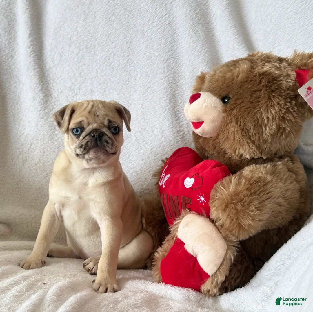 Pug dogs for sale: Poppy - Ad 1