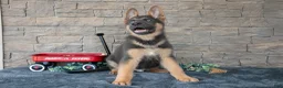German Shepherd dogs for sale: Ace - Ad 3