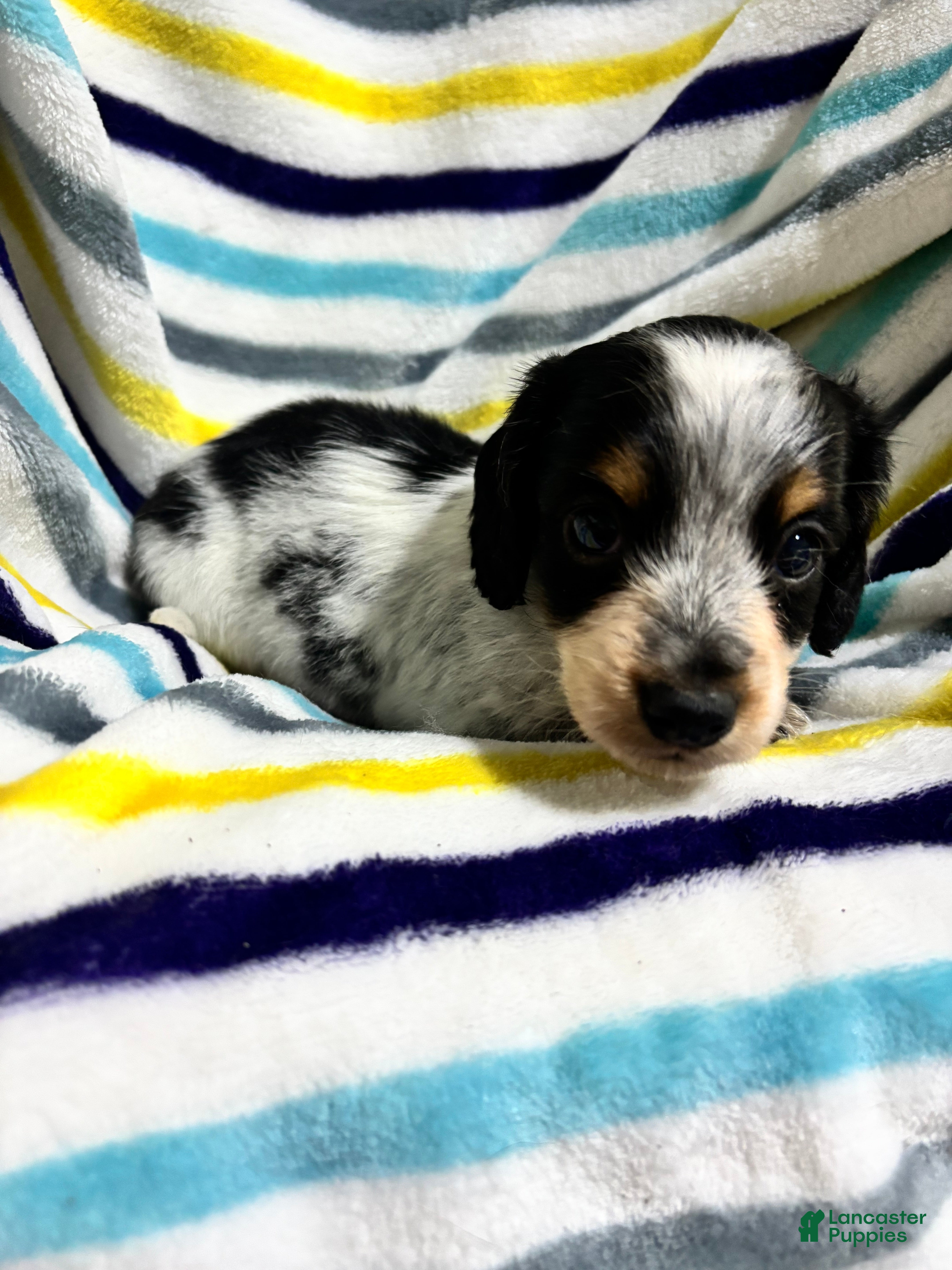 Miniature Dachshund dogs Oreo - Ad 1