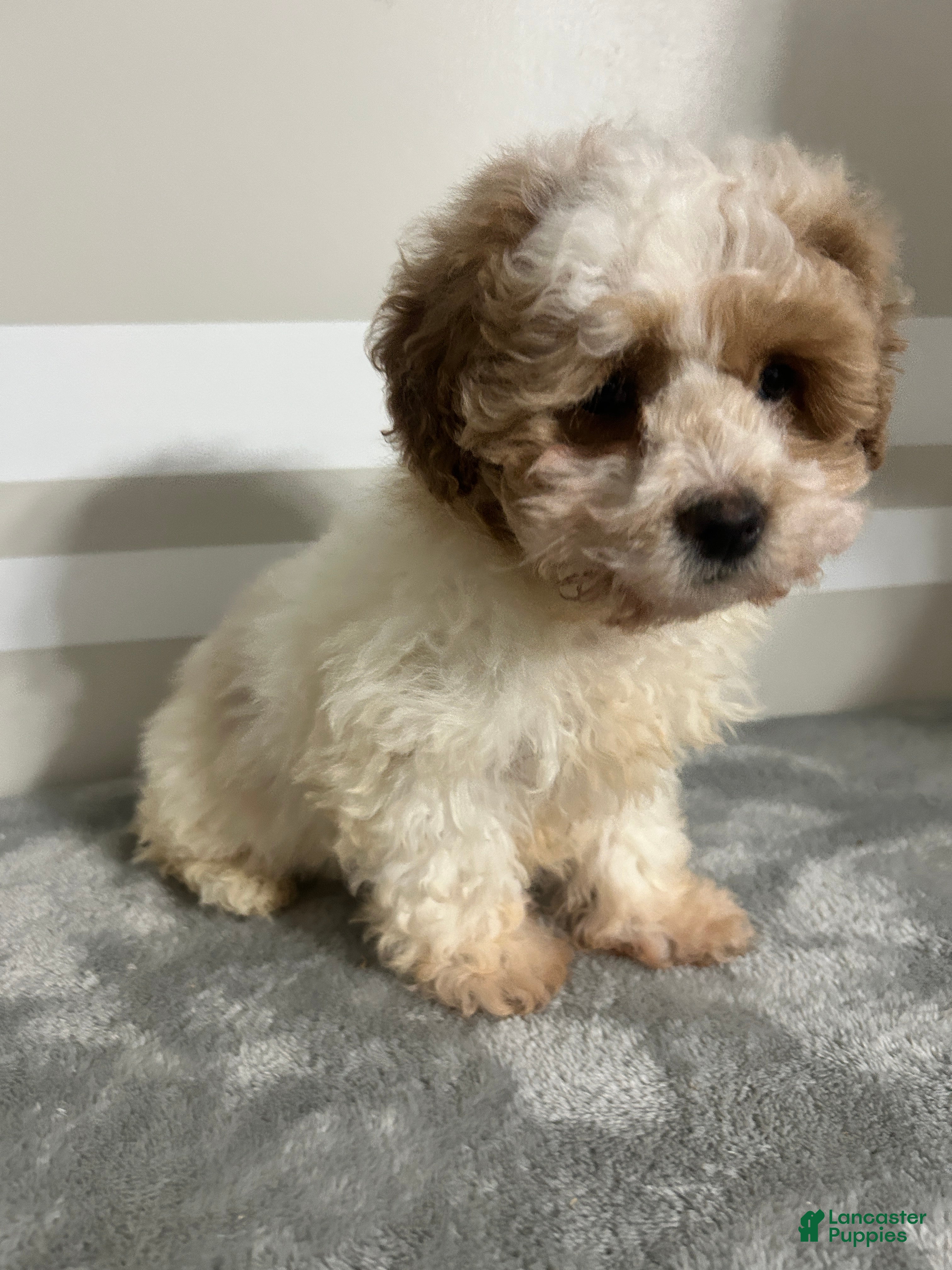 Maltipoo dogs Brandon - Ad 1