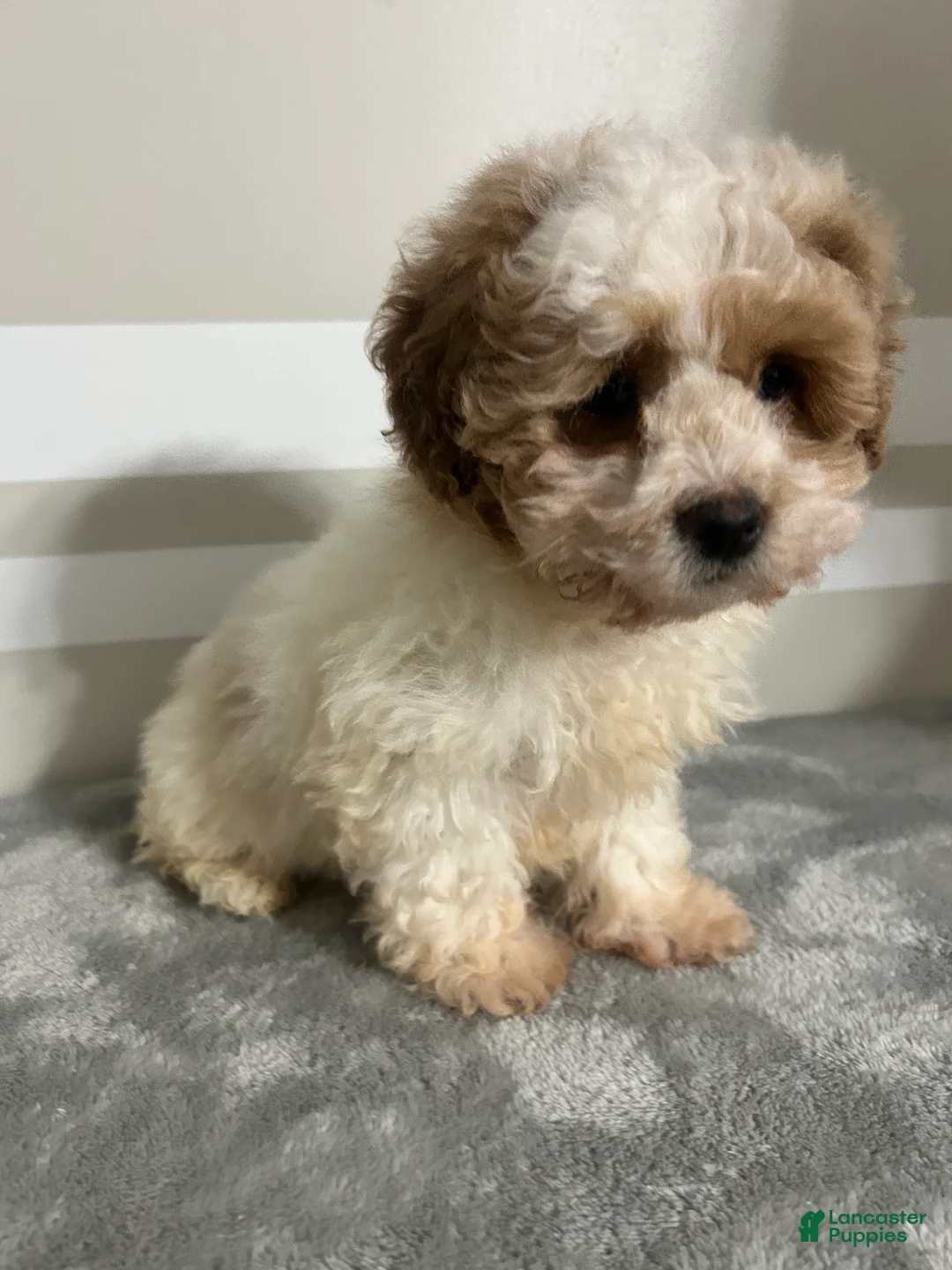 Maltipoo dogs for sale: Brandon - Ad 1