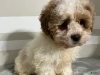 Schnoodle dogs for sale: Brandon - Ad 3