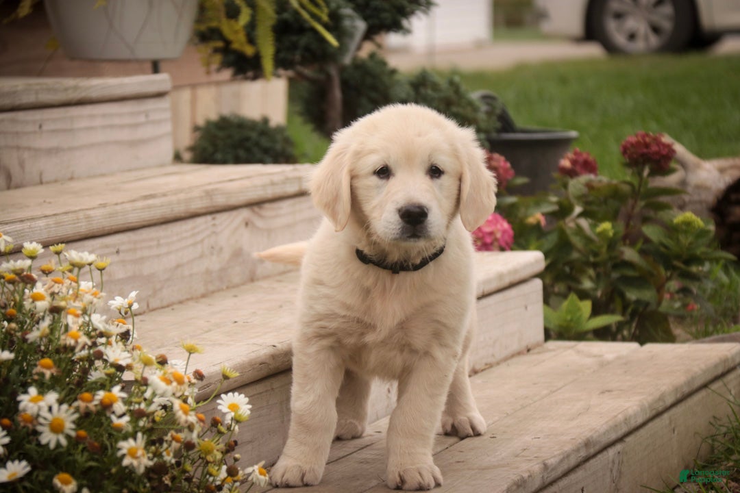 Golden Retriever dogs Chloe - AKC  - Ad 2