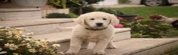 Golden Retriever dogs for sale: Chloe - AKC  - Ad 2
