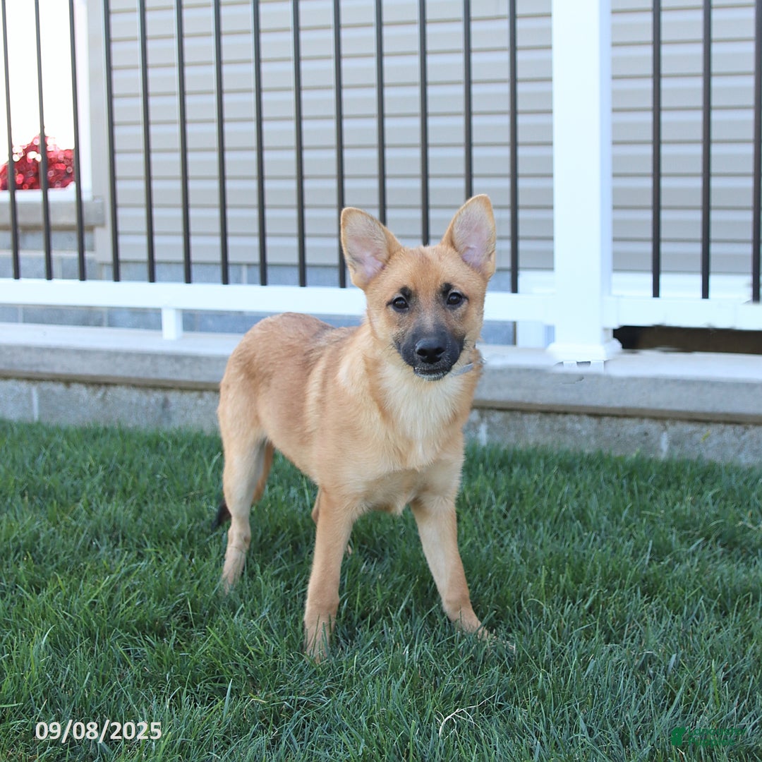 Mixed Breed dogs for sale: Tricky - Ad 7