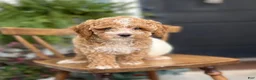 Cockapoo dogs for sale: Milo - Ad 5