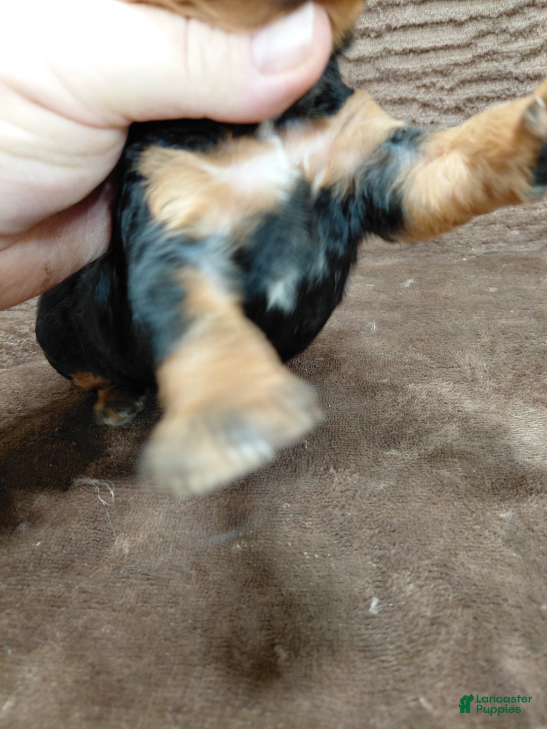 Bernedoodle dogs for sale: Bear - Ad 3