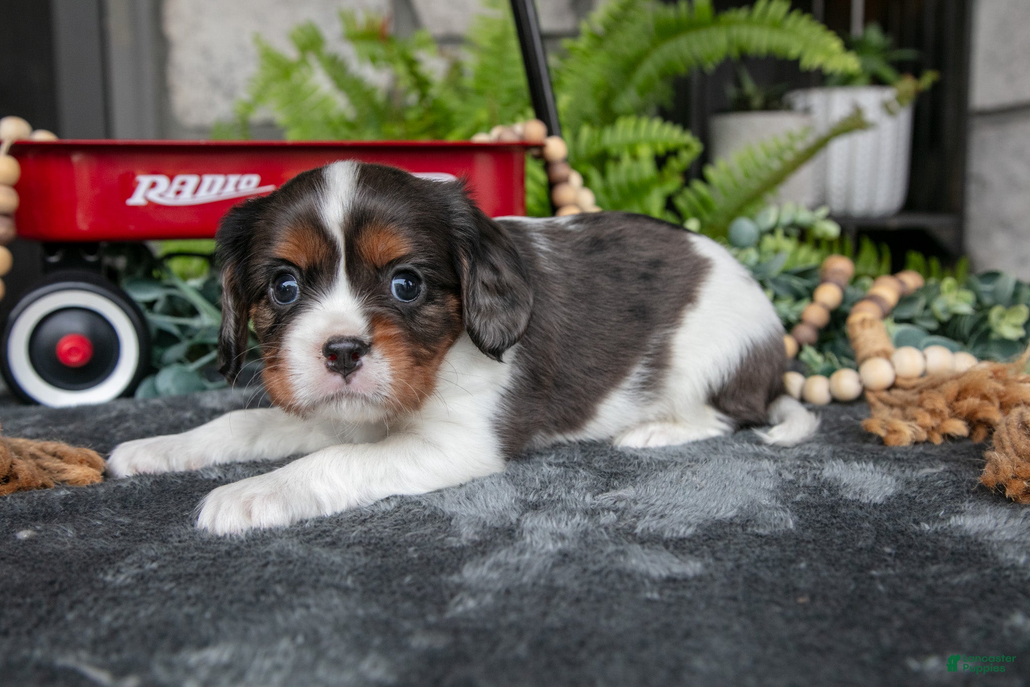 Cavalier King Charles Spaniel dogs Kevin - Ad 2