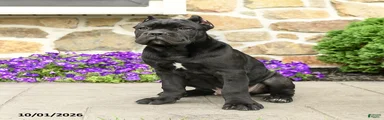 Caesar