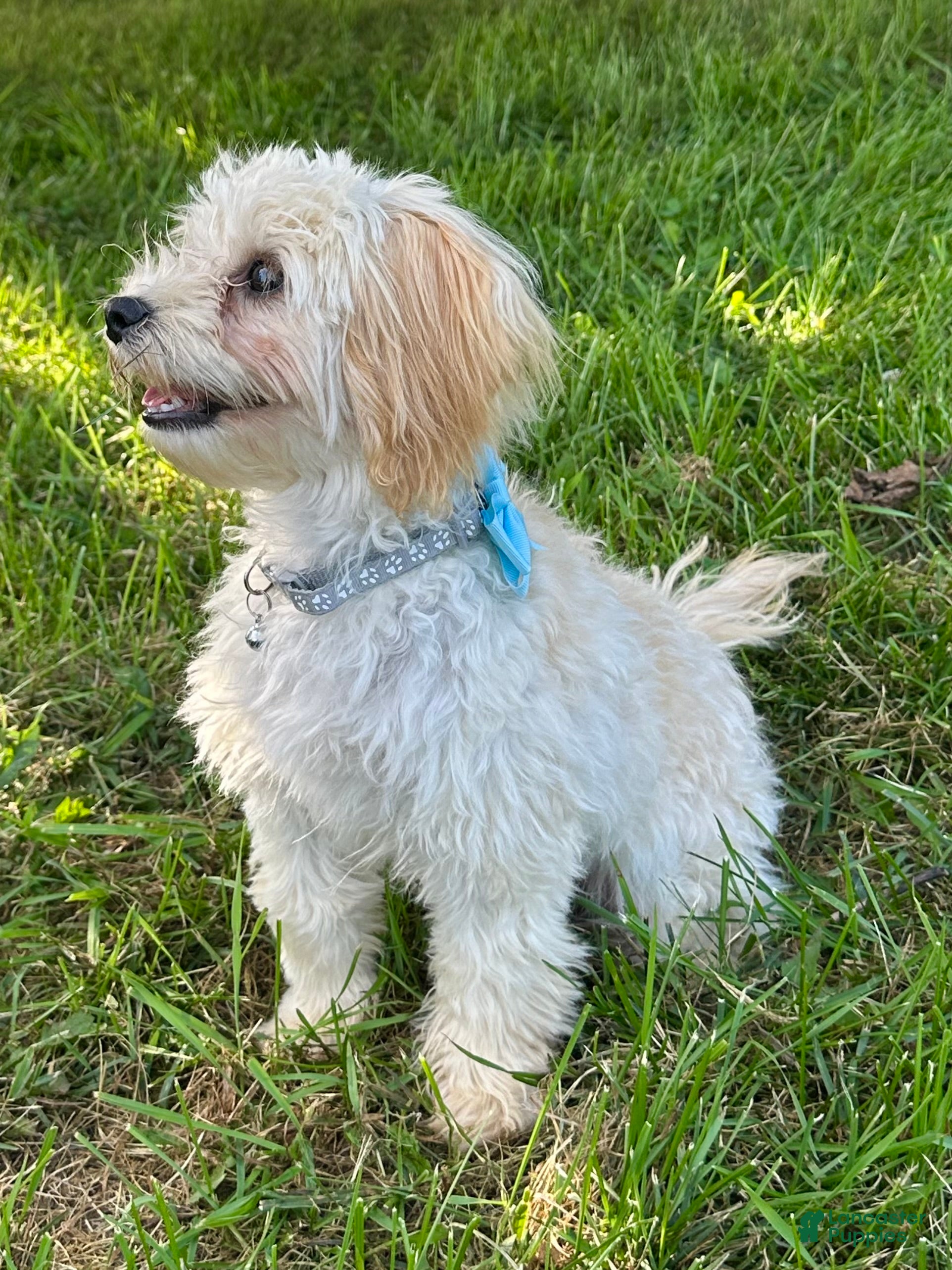 Maltipoo dogs Tyson - Ad 2