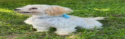 Maltipoo dogs for sale: Tyson - Ad 2