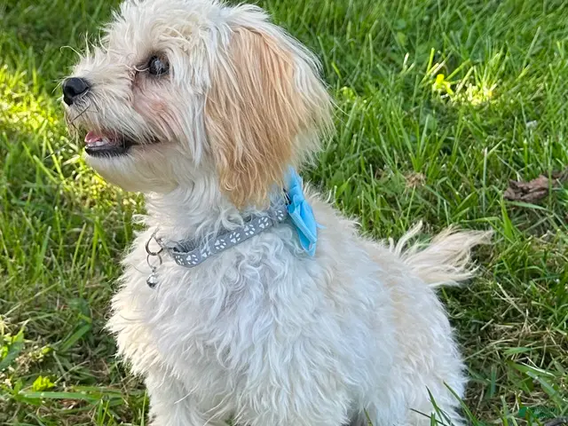 Maltipoo dogs for sale: Tyson - Ad 2