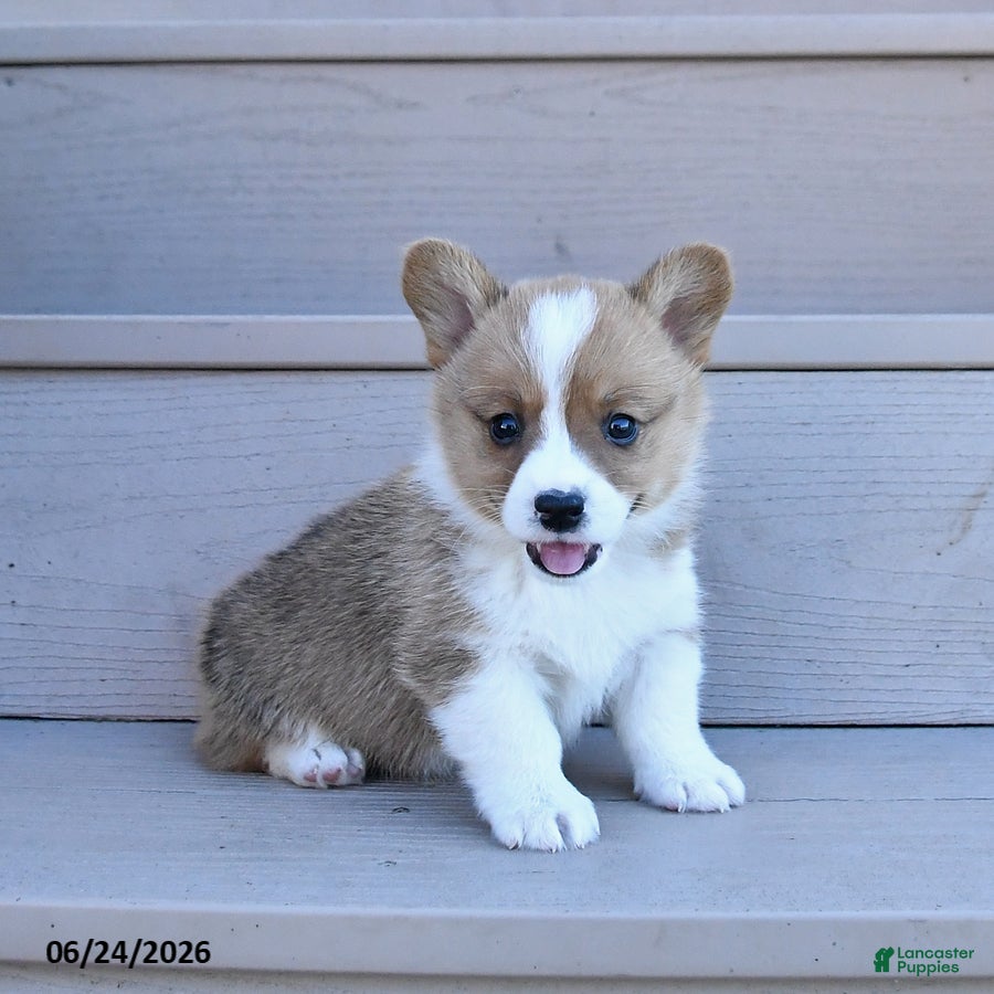 Welsh Corgi Pembroke dogs Pine - Ad 1