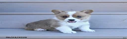 Welsh Corgi Pembroke dogs for sale: Pine - Ad 1