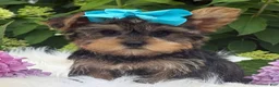 Yorkshire Terrier dogs for sale: Minx - Ad 12