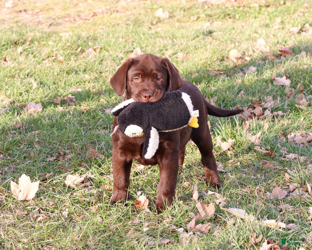 Labrador Retriever dogs for sale: Chai - Ad 1