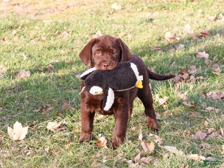 Labrador Retriever dogs Chai - Ad 20