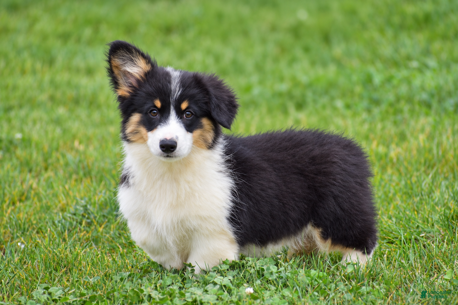 Julie, Pembroke Welsh Corgi