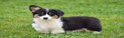 Welsh Corgi Pembroke dogs for sale: Julie - Ad 1