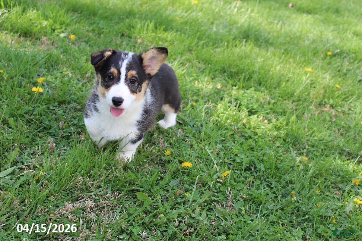 Welsh Corgi Pembroke dogs Charlie - Ad 1