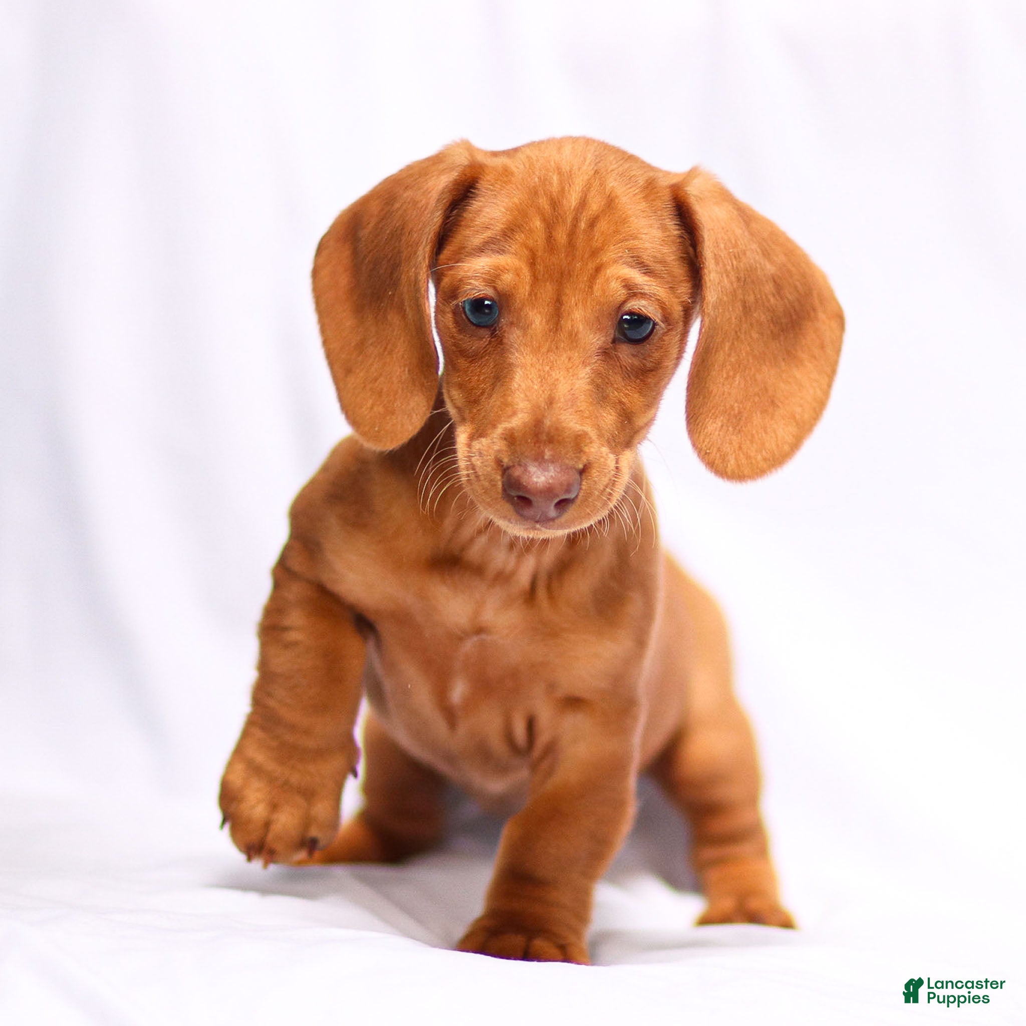 Miniature Dachshund dogs Meredith - Ad 1