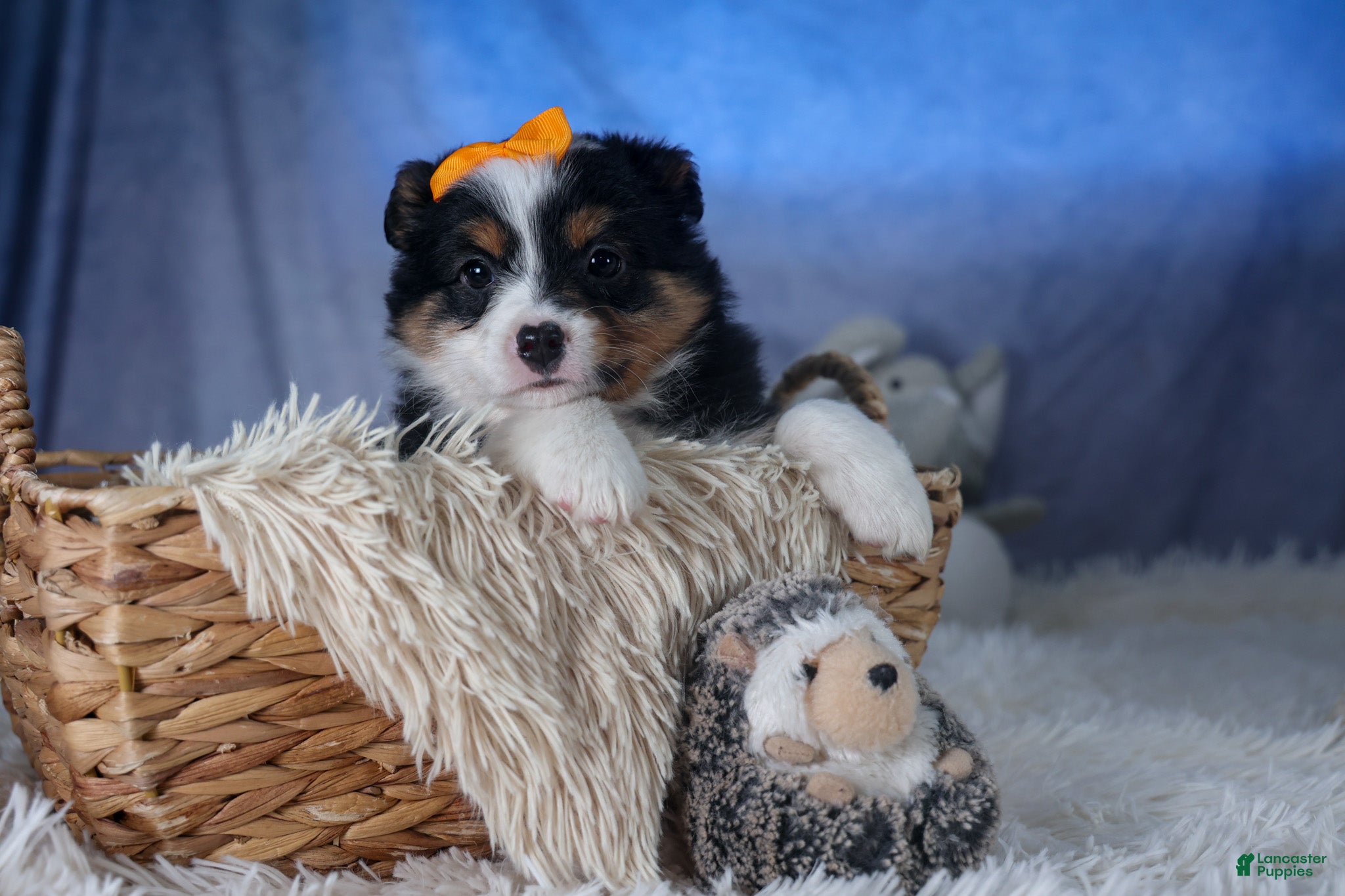 Mixed Breed dogs Stella - Ad 1