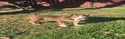 American Bully dogs for sale: Butters - Ad 1