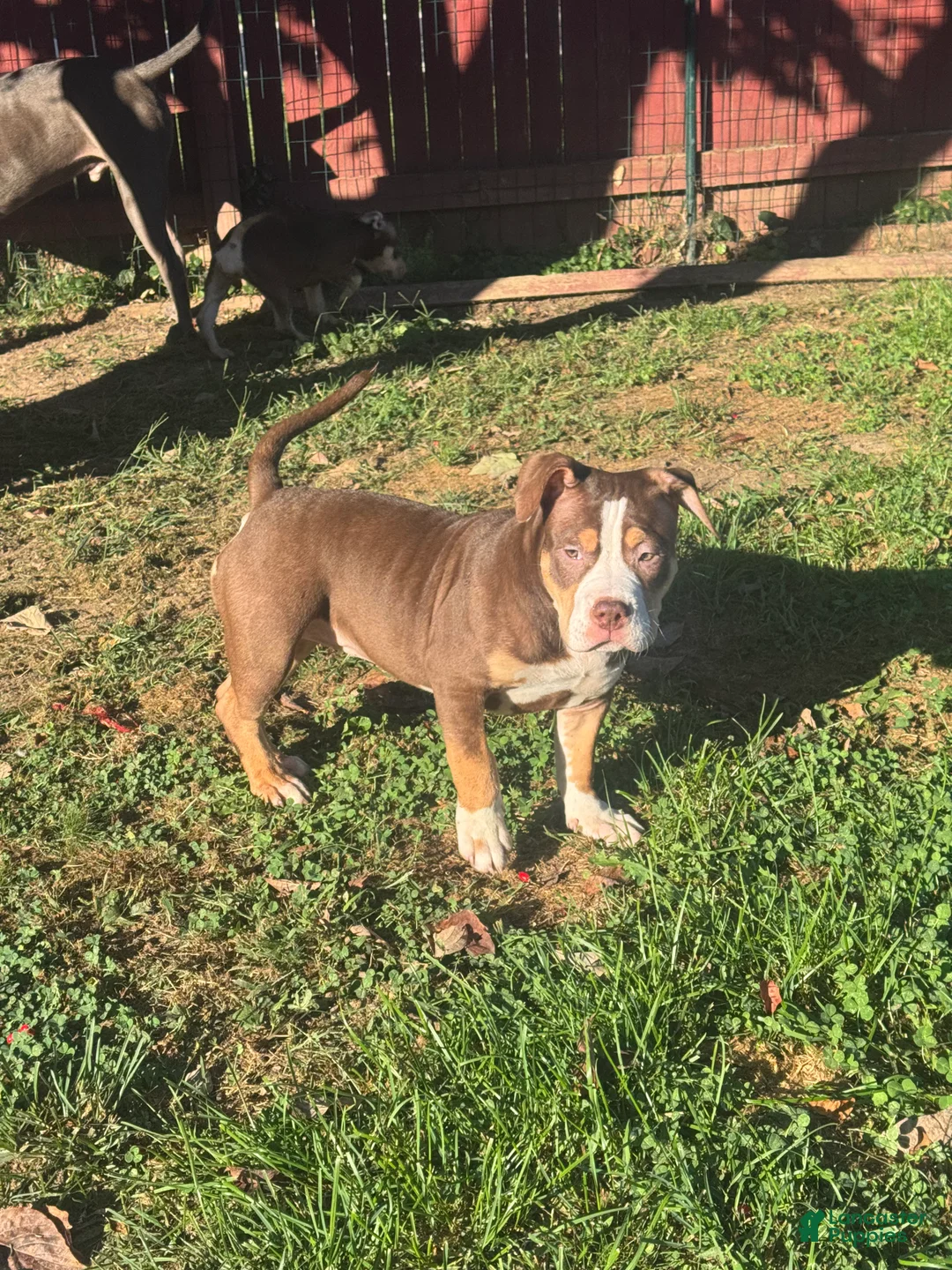 American Bully dogs for sale: Butters - Ad 1
