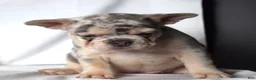 French Bulldog dogs for sale: Thea - Ad 25