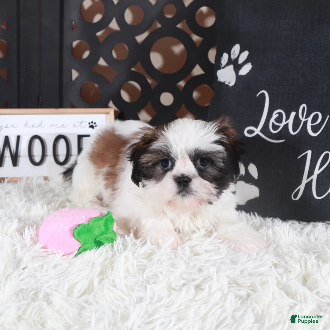 Shih Tzu dogs for sale: Annie Sweet Little Shihtzu Puppy - Ad 5