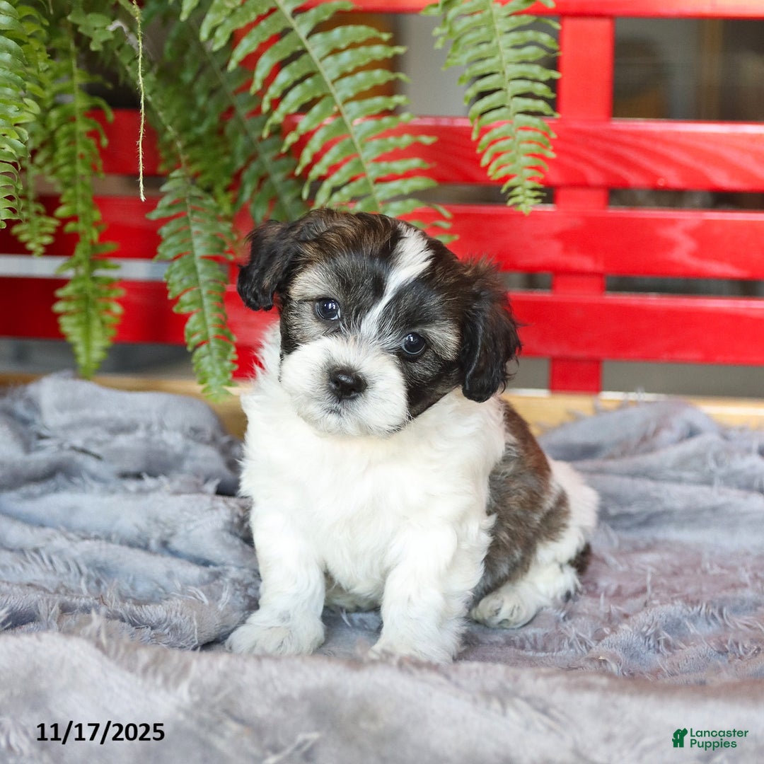 Teddy Bear dogs for sale: Theo - Ad 3