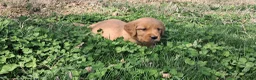 Golden Retriever dogs for sale: Daisy - Ad 1