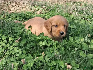Golden Retriever dogs Daisy - Ad 5