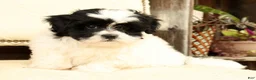 Shih Tzu dogs for sale: Willow - Ad 4