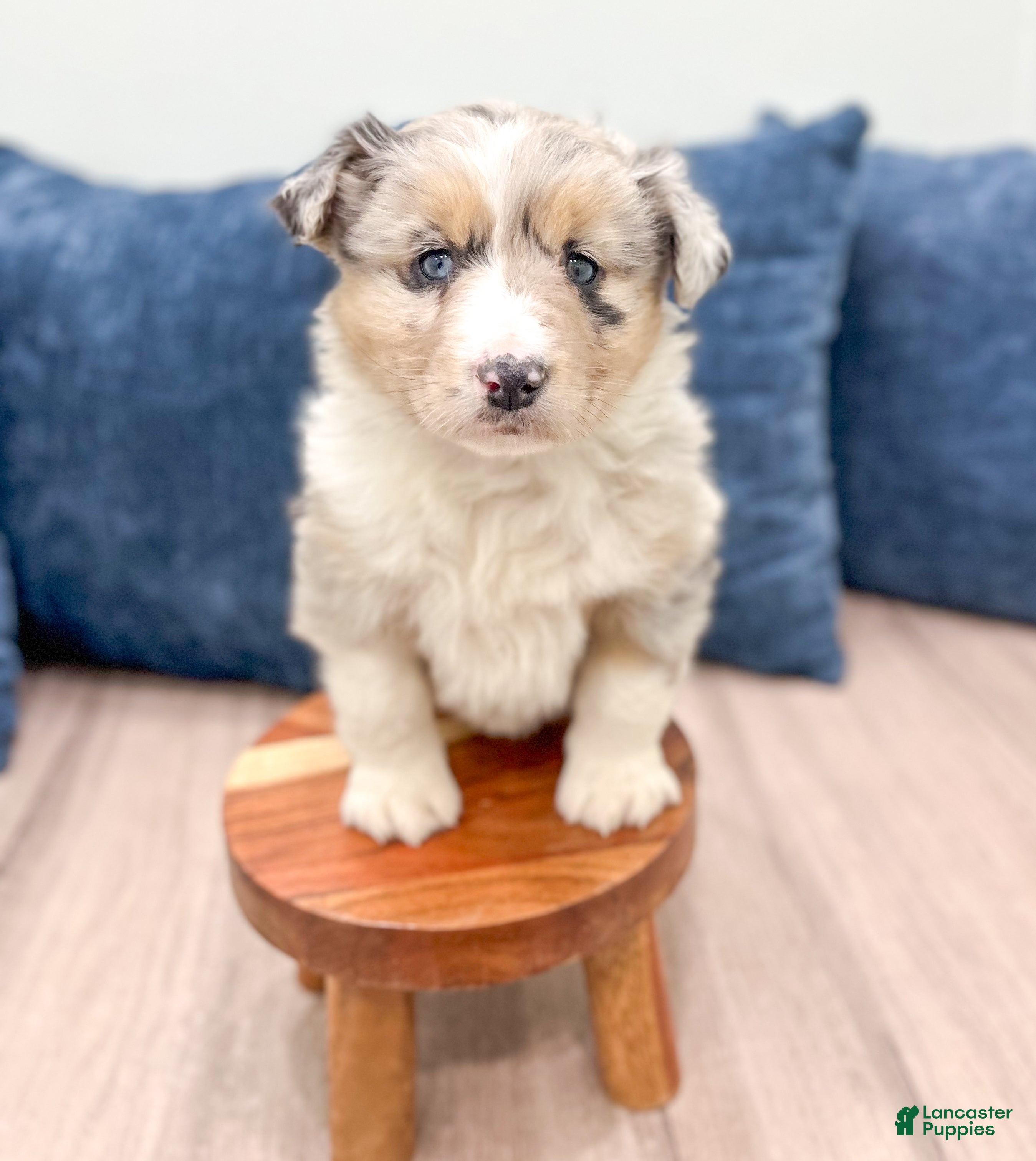 Australian Shepherd dogs Lacey - Ad 2