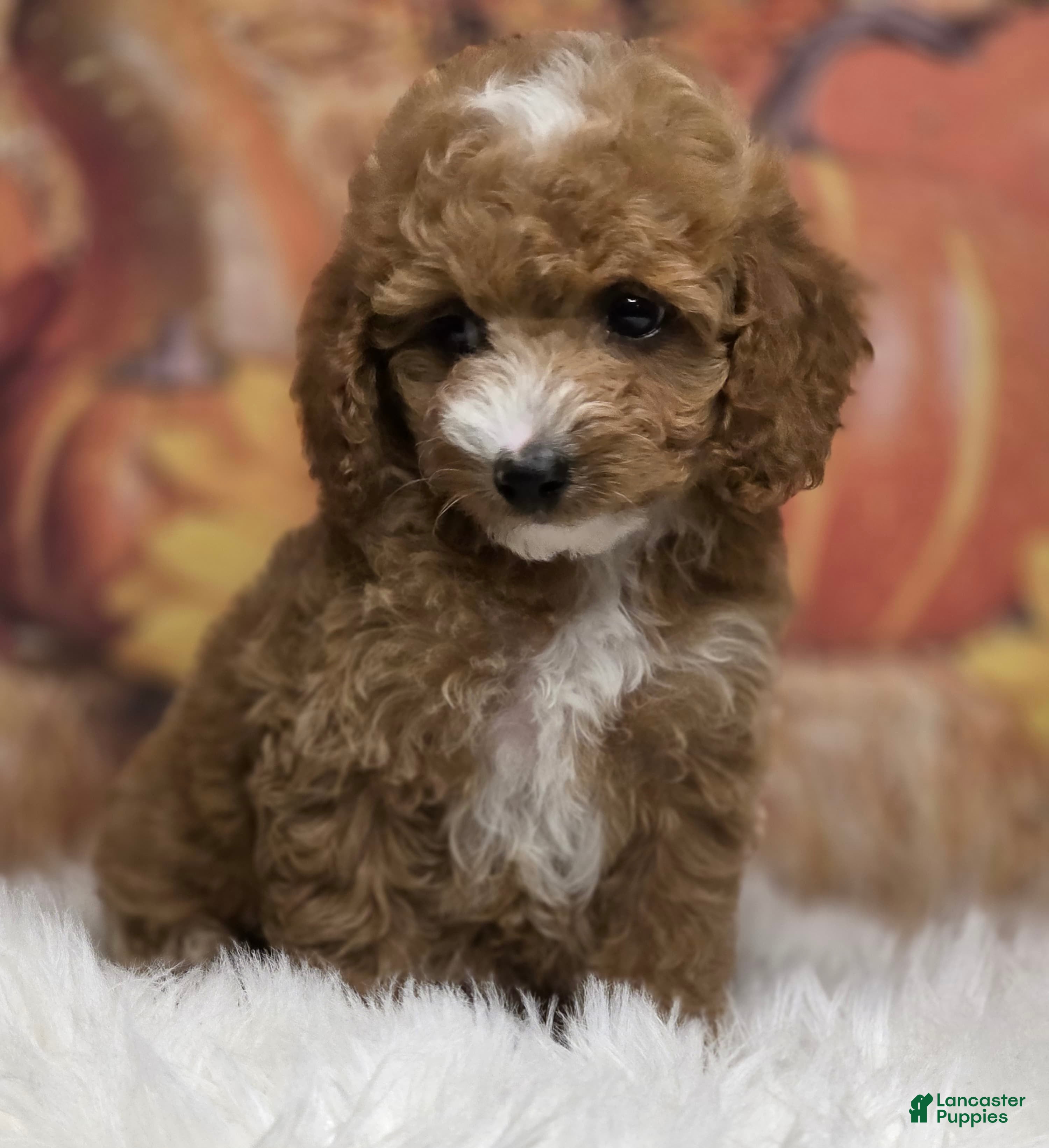 Toy Poodle dogs Sofie deep red Parti  - Ad 1