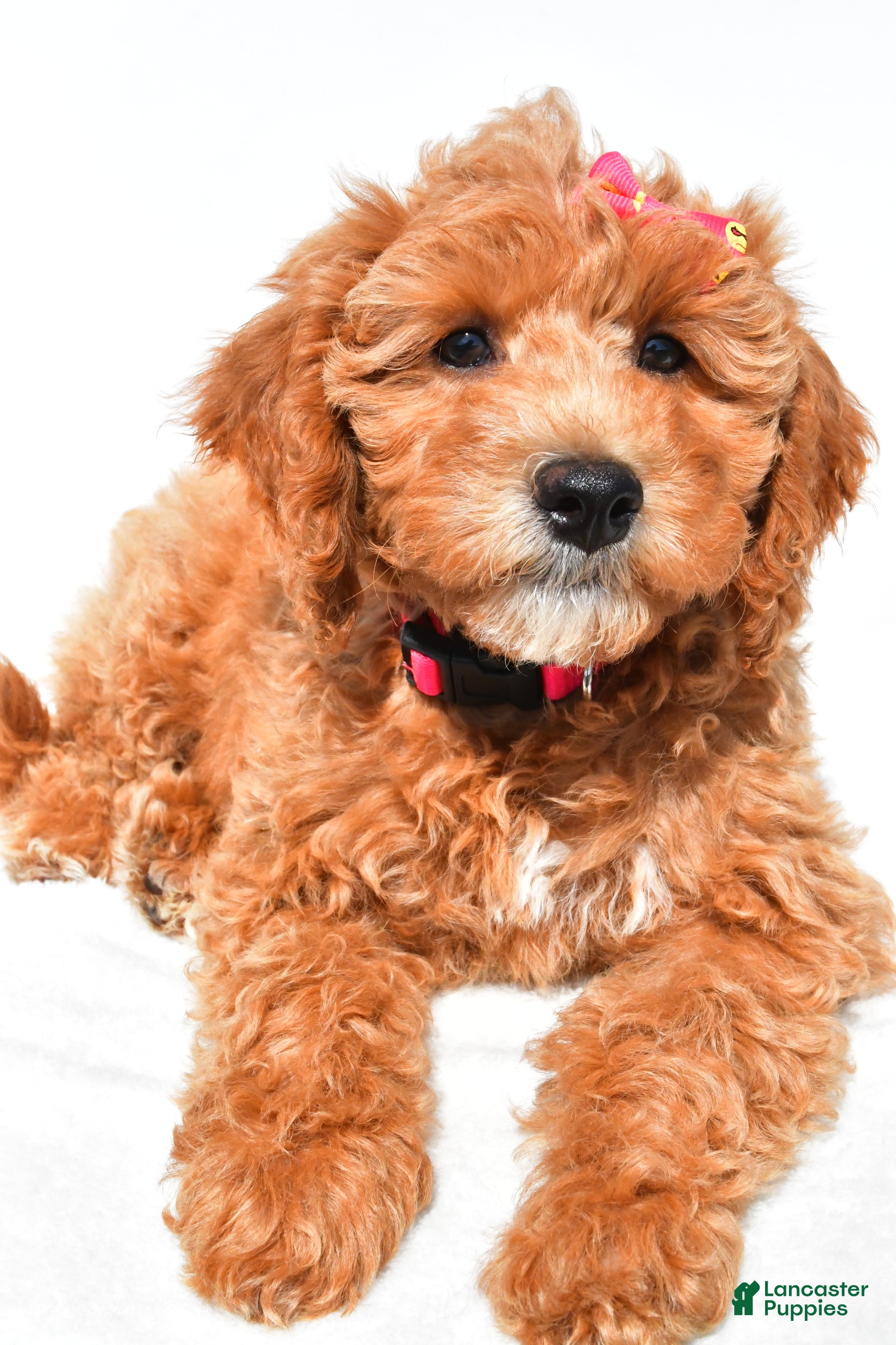 Mini Goldendoodle dogs Lolo - Ad 2