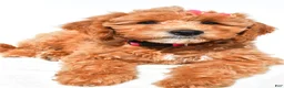 Mini Goldendoodle dogs for sale: Lolo - Ad 2