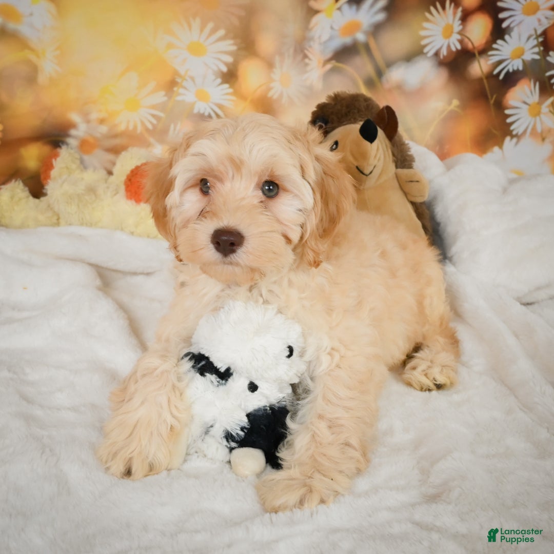 Cockapoo dogs for sale: Cabby - Ad 7