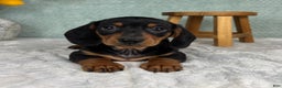 Miniature Dachshund dogs for sale: Dexter  - Ad 1