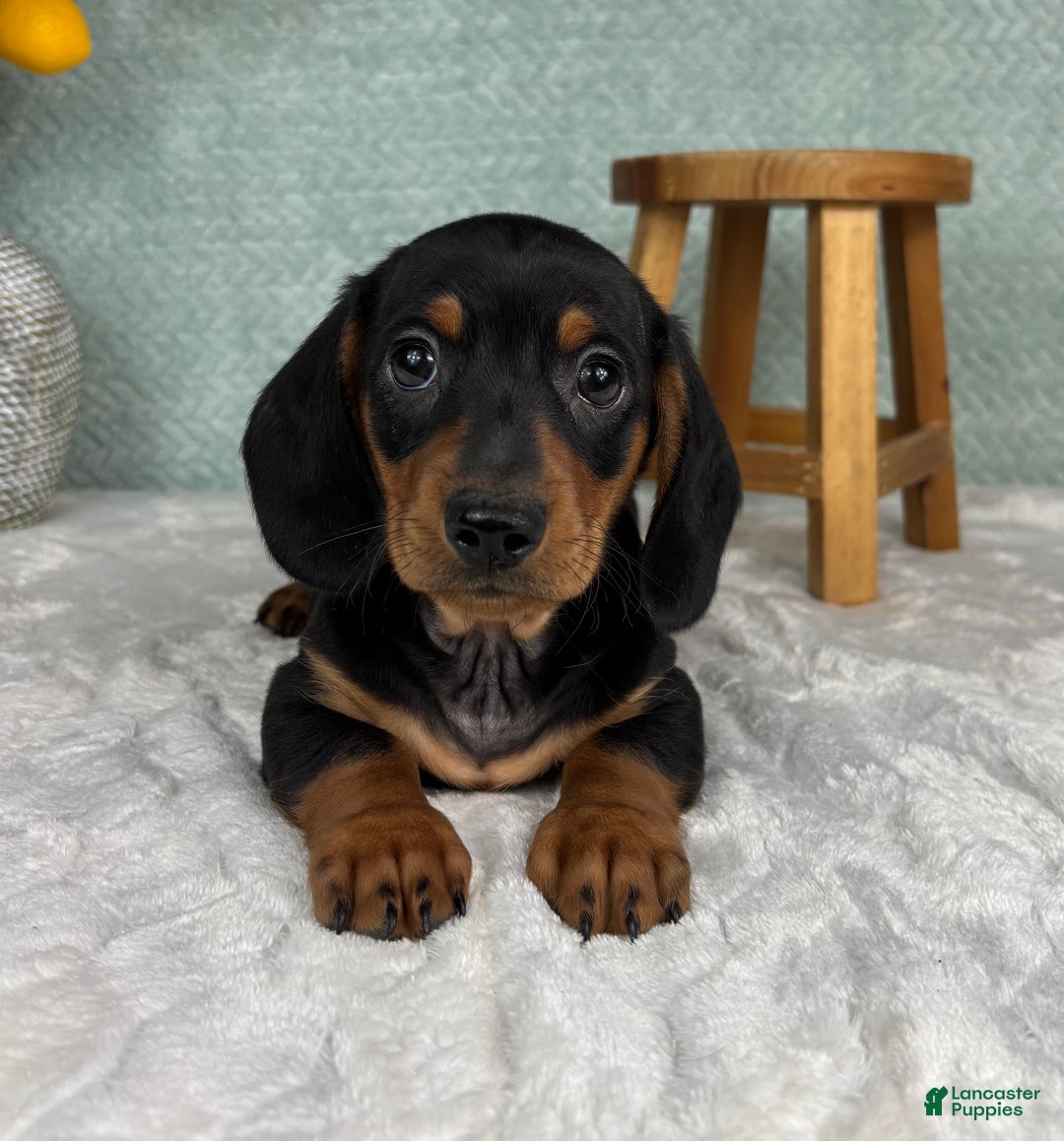Miniature Dachshund dogs for sale: Dexter  - Ad 1